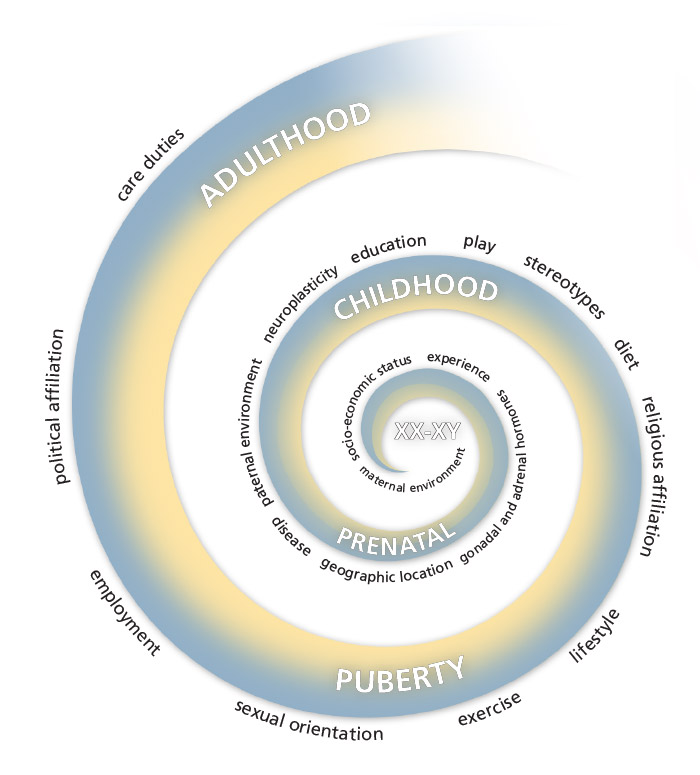 sex converges with gender to influence brain development