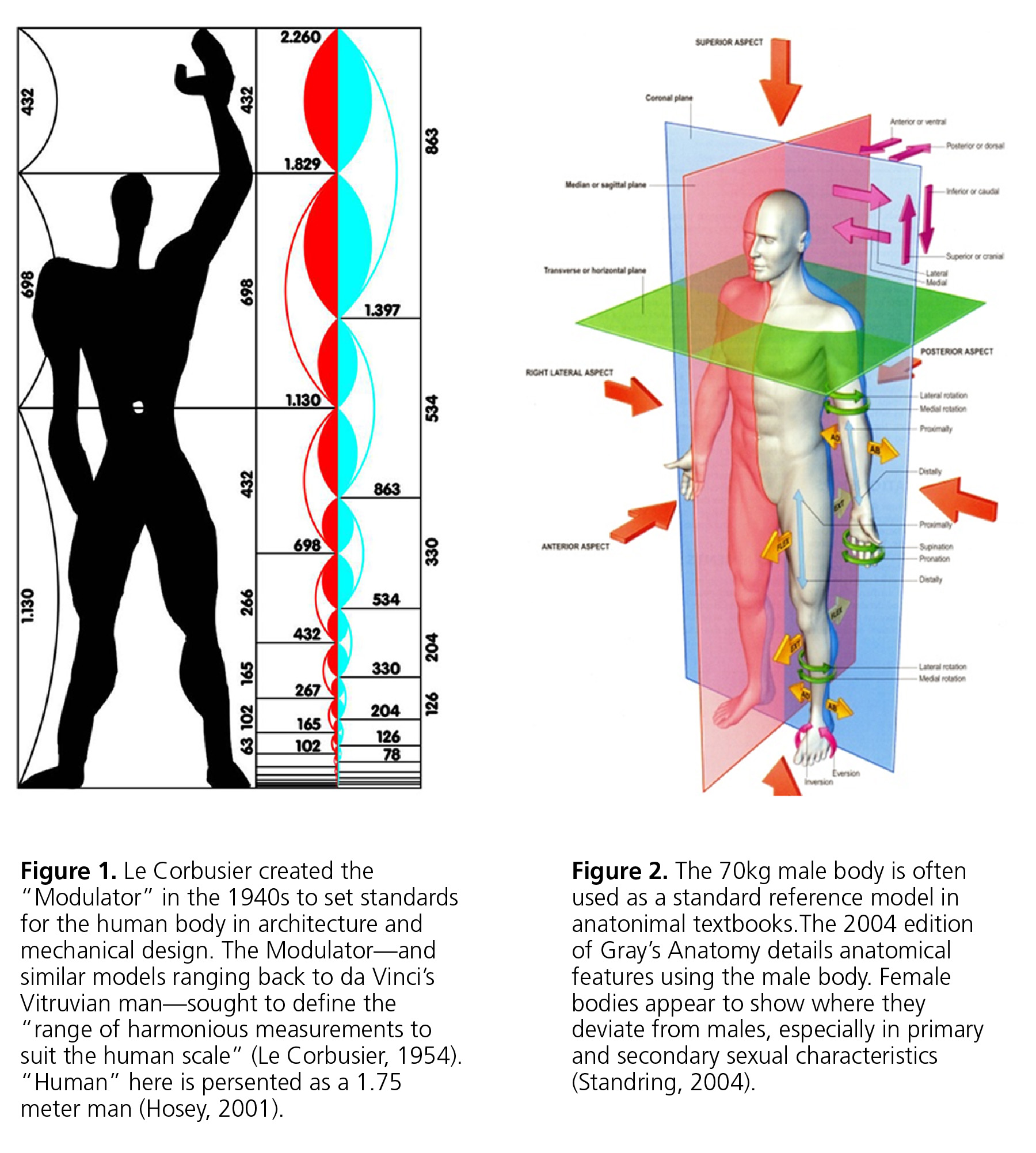 Le Corbusier Modulator and Gray's anatomy male body