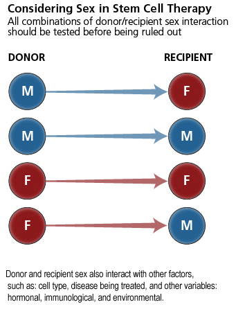 considering Sex in Stem Cell Therapy